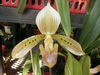 Paph. tonsum